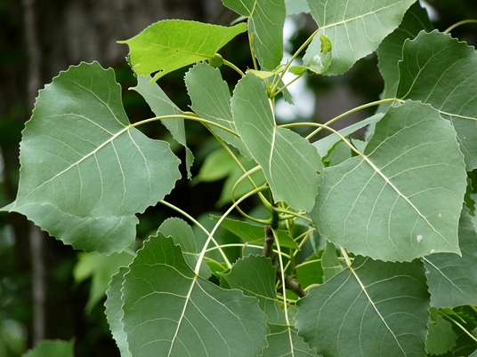 {Populus deltoides}